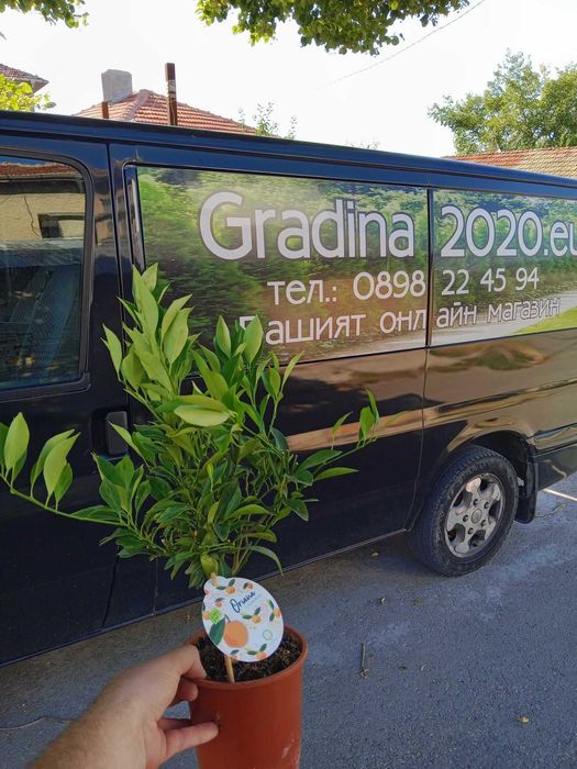 Каламондин и Лимон