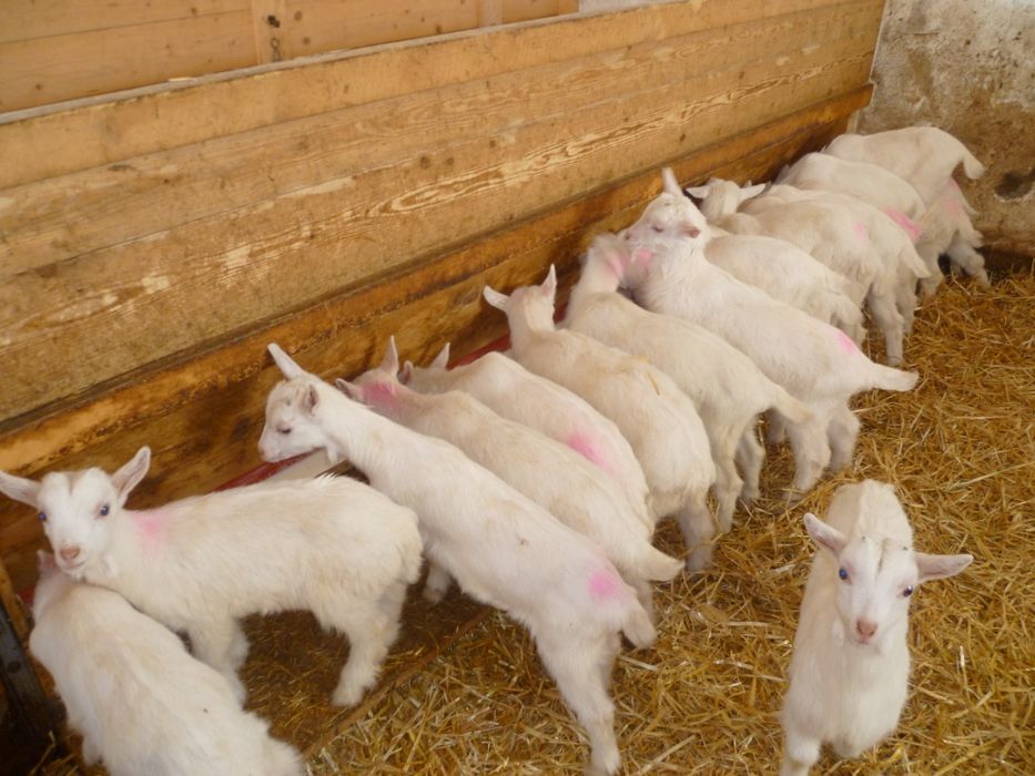 Iezi  din capre  de 4 litrii