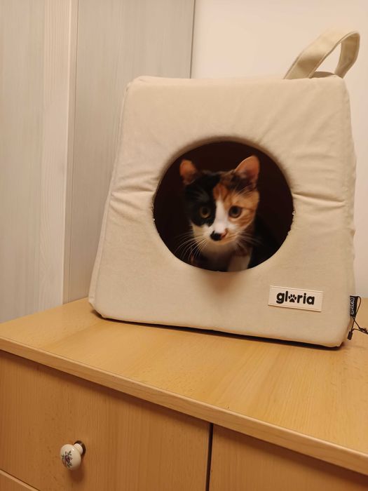 Dau spre adoptie o pisicuță