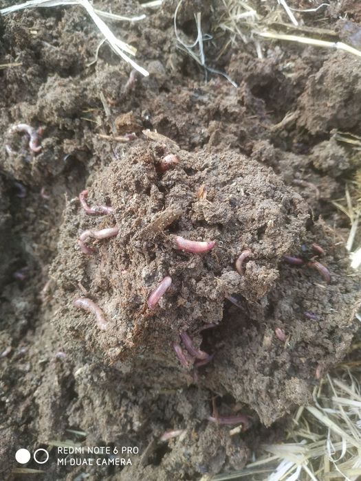 Биогумус Олий сифатли.   Biogumus oliy sifatli