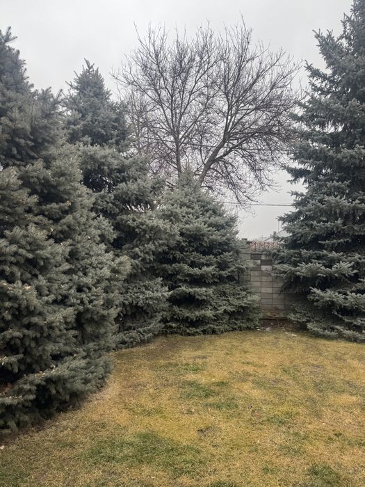 Зеленые ели продам