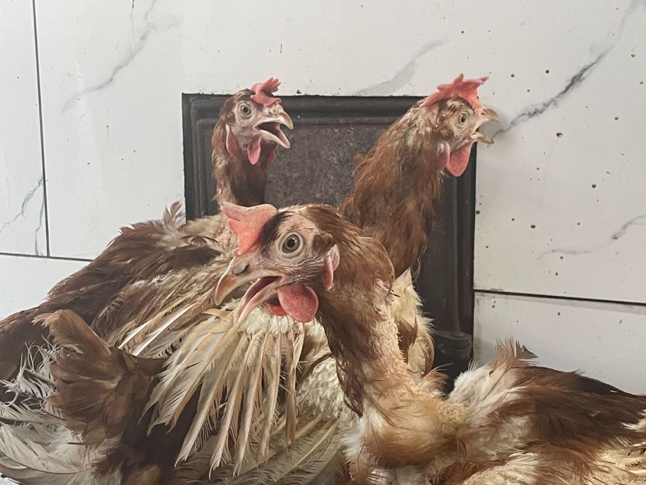 Куры Ломан Браун