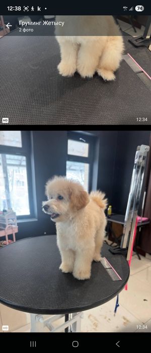 Щенок пуделя девочка