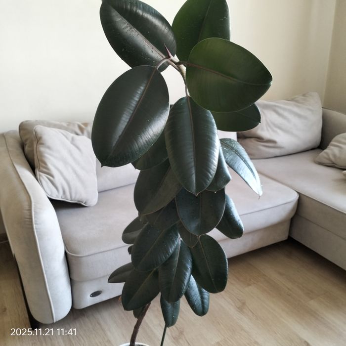 Фикус черный принц.