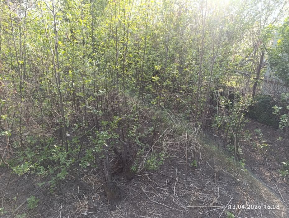 Продам хороший саженцы