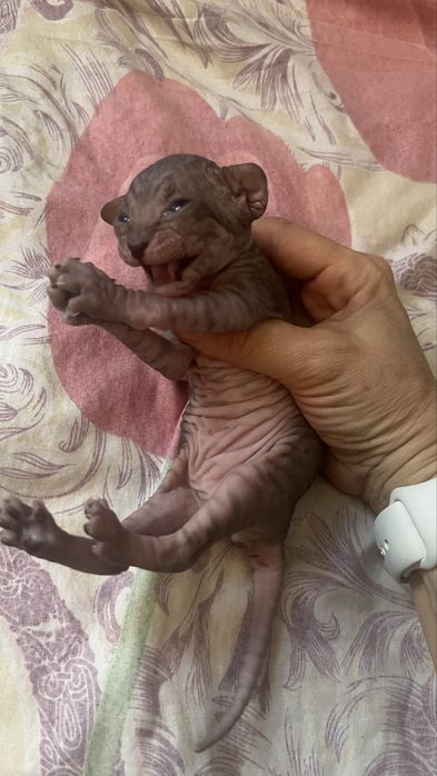Котенок сфинкс породы бронь