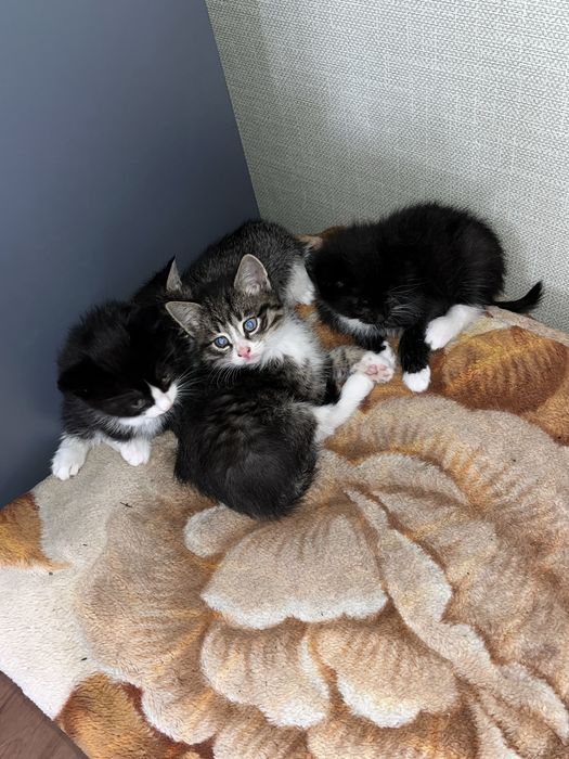 отдам кошки в хорошие руки