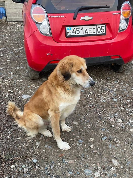 Кобель ищет партнершу (ВЯЗКА)