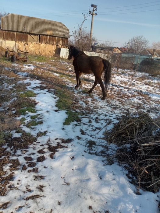 Iapă blândă și cuminte
