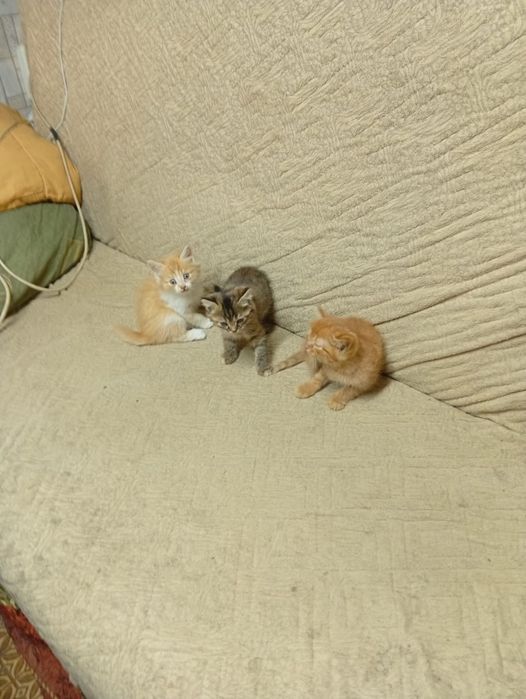 Отдам  Даром  Котят