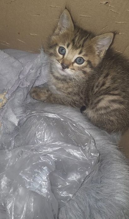 Бесплатно отдам в добрые руки котенка