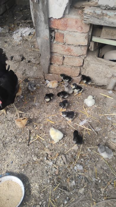 Cloșcă cu pui de vânzare