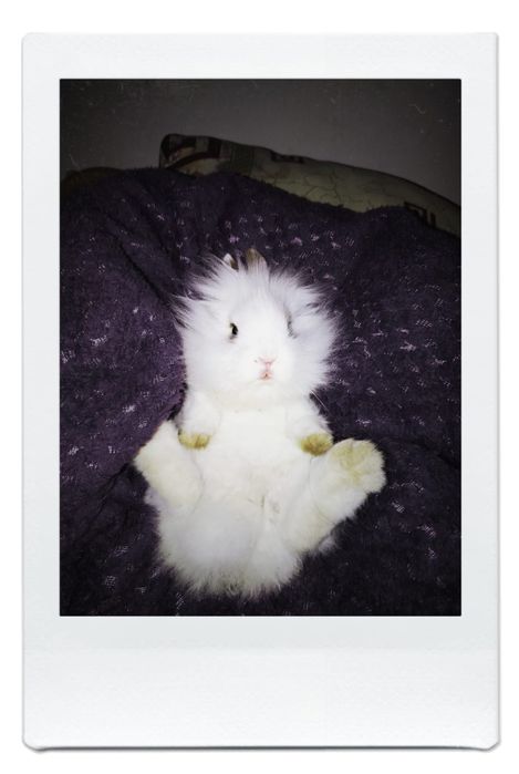 Кролик пушистый породистый