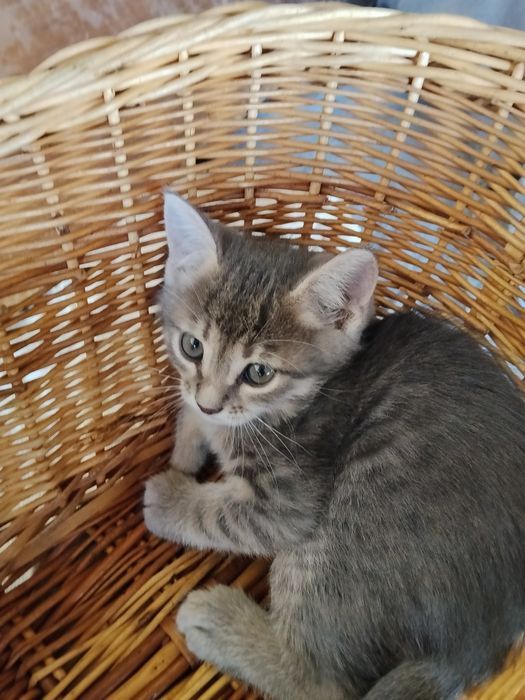 отдадим котят в хорошие руки!