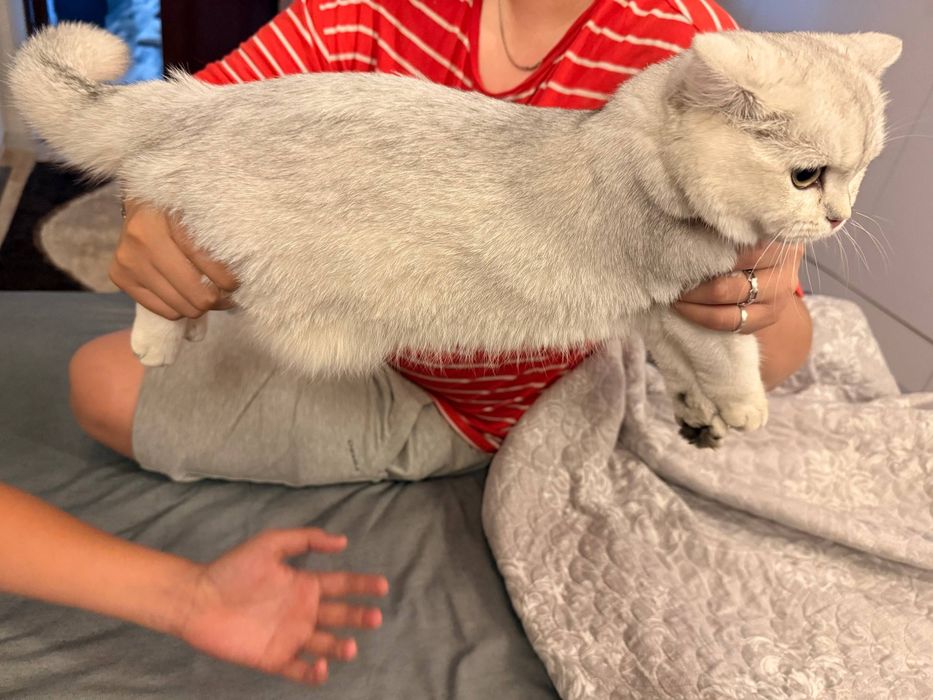 Шиншилла кошка. Мушук