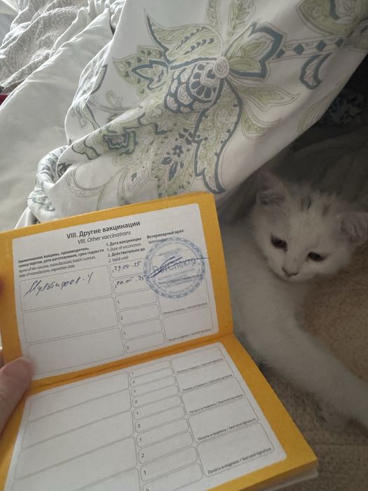 Отдадим котенка в добрые руки