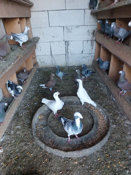 De vânzare voiajori  germani