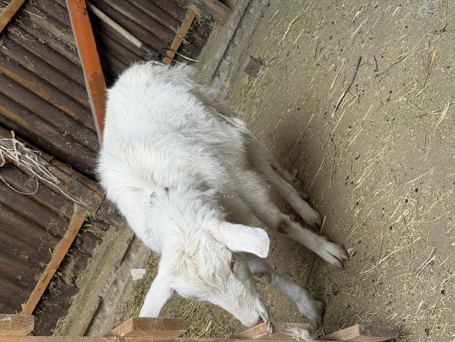 Продам коз молодые