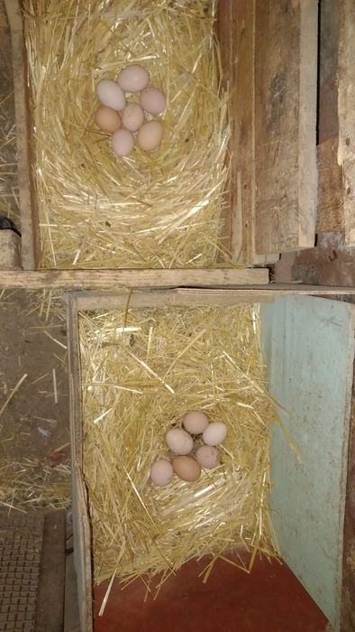 Продаются домашние яйца. Домашний тухум сотилади.