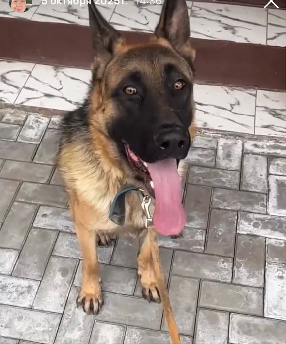 Немецкий овчарка