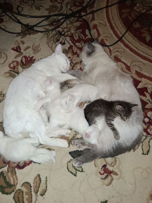 Отдадим котят в очень хорошие руки