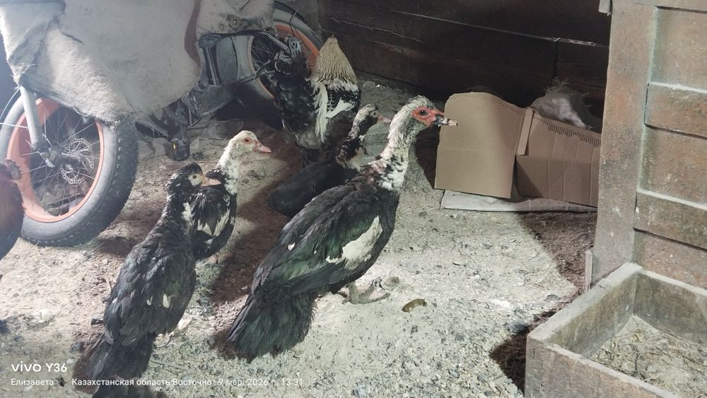 Продам либо обменяю