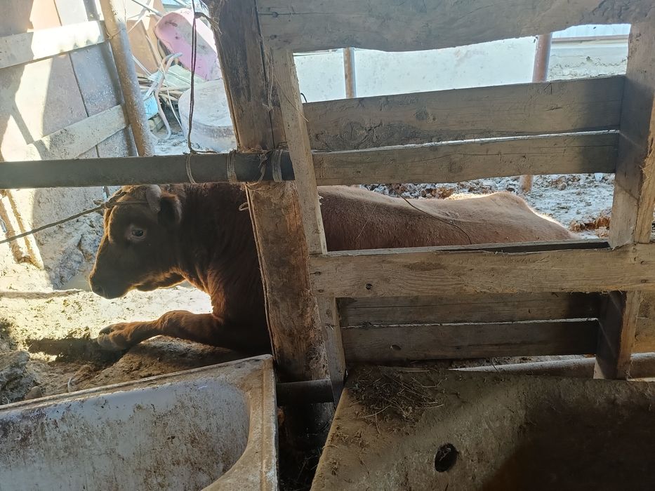 Семіз бұқалар сатылады.