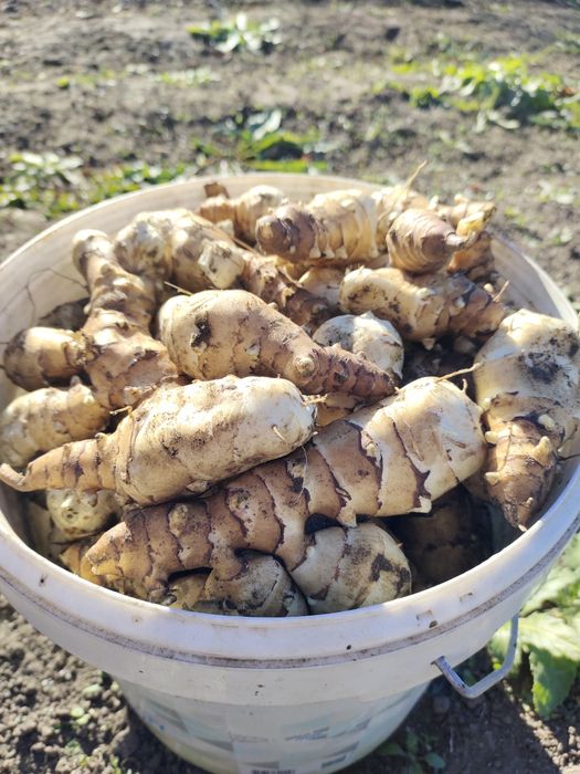 Продам топинамбур