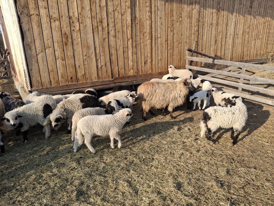 Vand oi cu miei 45 bucati