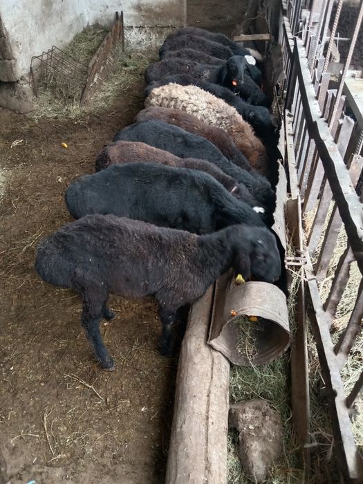 Кой, тусактар сатылады