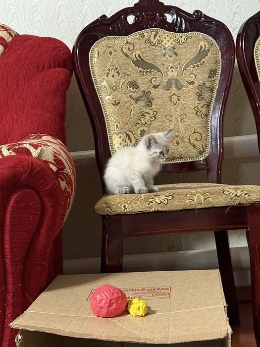 Продам котят, 3 мальчика метиса