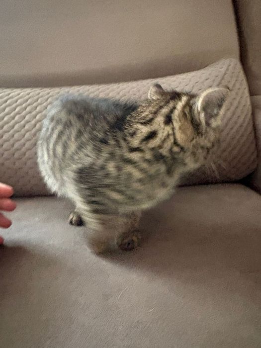 Отдаем котят в хорошие руки