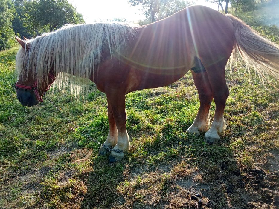 Vând harmasar 7 ani