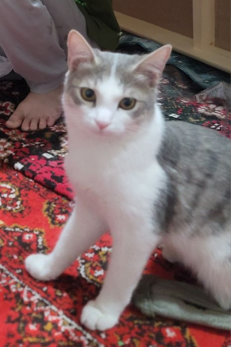 Отдам кота в хорошие руки