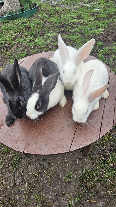 Vând iepurași  femele si masculi  Hycole francez