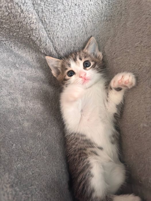 Отдаем котят в хорошие руки