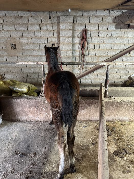 Toy sotladi erke toy