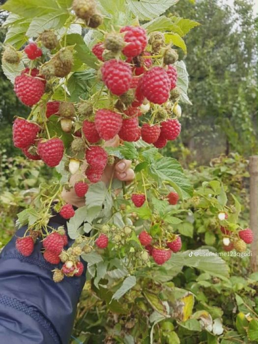 Предлагам страхотен расад ягоди и малини