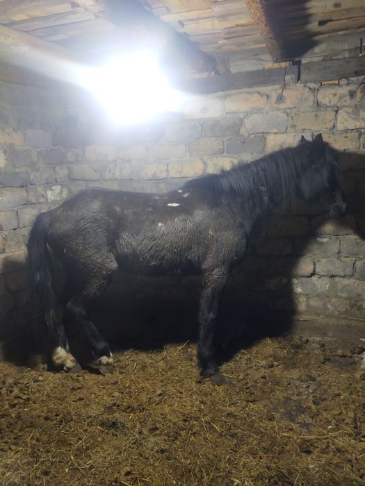 Продам.    лошадь