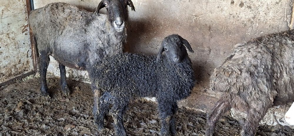 Баран, коза, кой ешкі