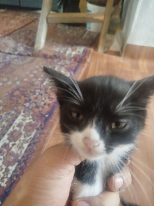 Котята 3 шт.молодняк