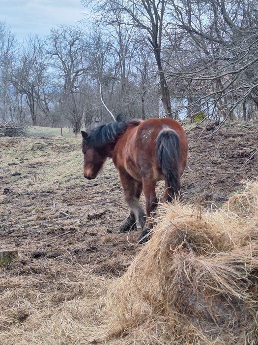 Manz de vanzare sau schimb cu animale sau auto