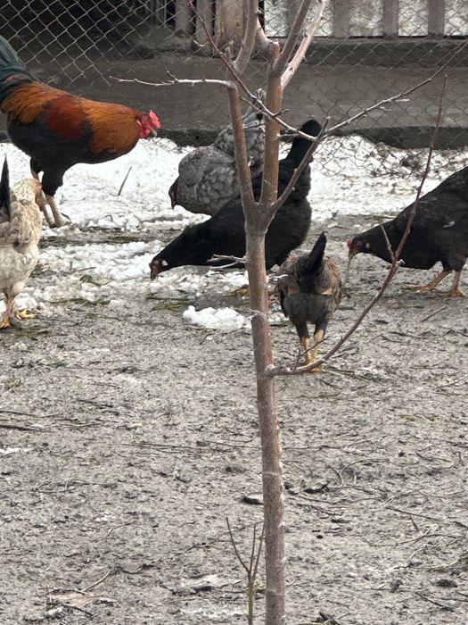 Xoroz va tovuqlar bor jaydari