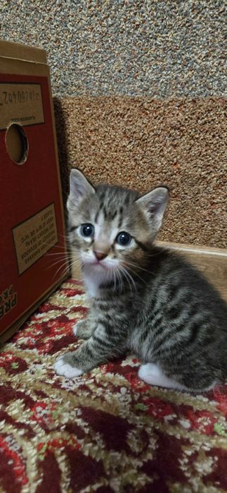 Отдам котят в добрые руки