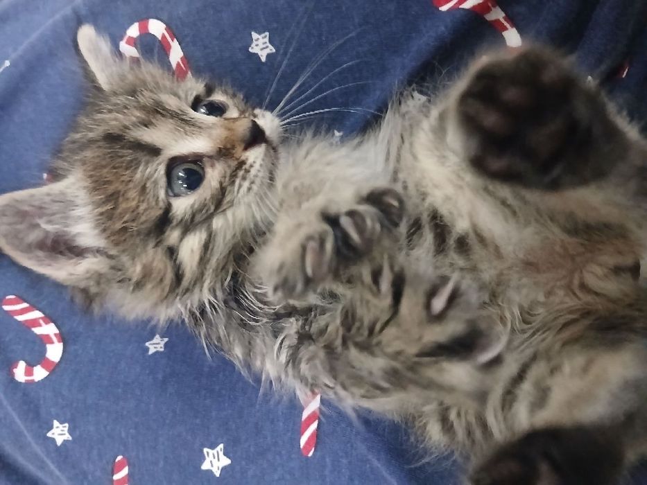 Отдам в хорошие руки