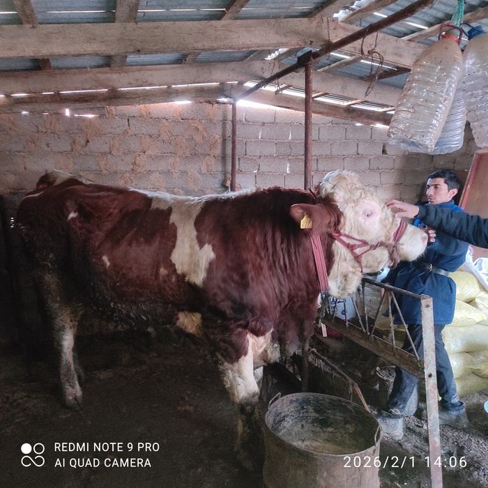Simmental buqa sotiladi