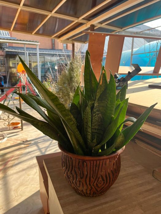 Цветы в хорошем состоянии