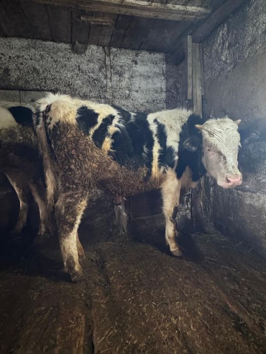 Букалар бык бұқа