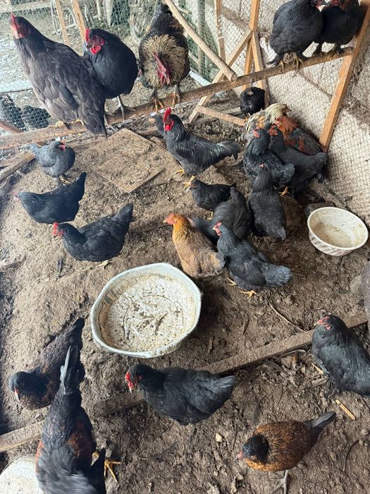 Товик ва хорозлар сотилади