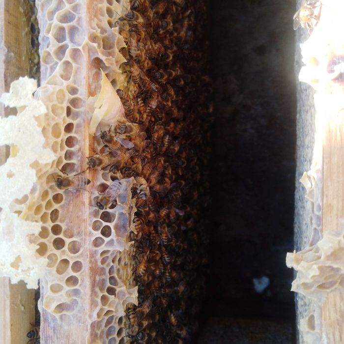 Пчелопакеты.  Матки Карника, Бакфаст